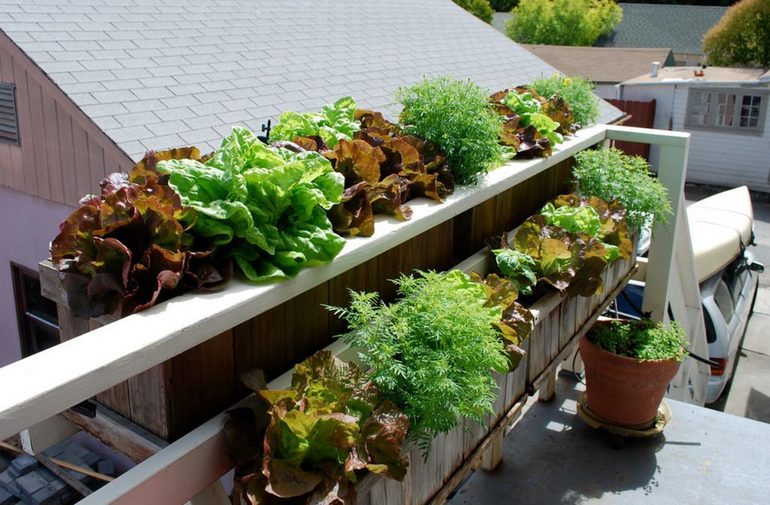 Как сэкономить на выращивании зелени дома